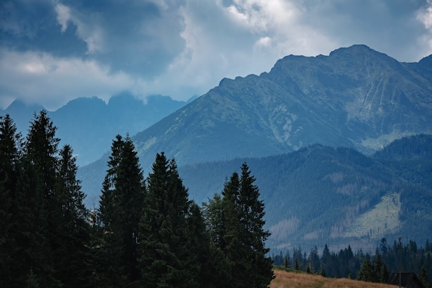 Forested mountain slope in low lying cloud with the evergreen conifers shrouded in mist in a scenic landscape view