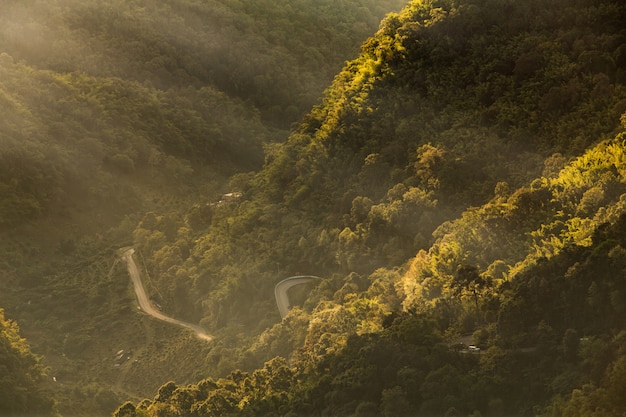 Forested mountain slope with the evergreen conifers shrouded in mist and ray of light