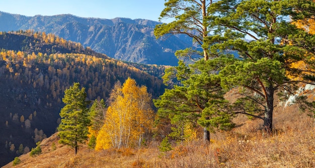 Forested mountains autumn nature on a sunny day