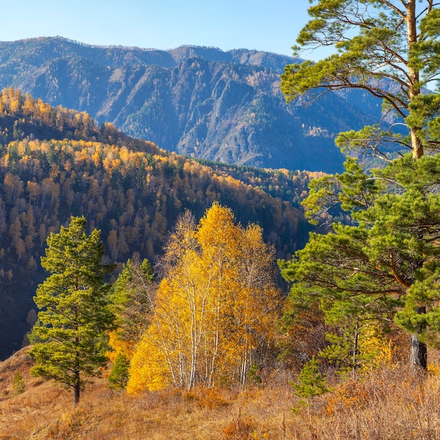 Forested mountains autumn nature