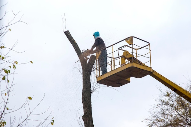 Forester worker cuts an old dry tree with a chainsaw