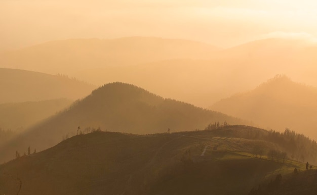 forests in the mountains under the sunset golden light