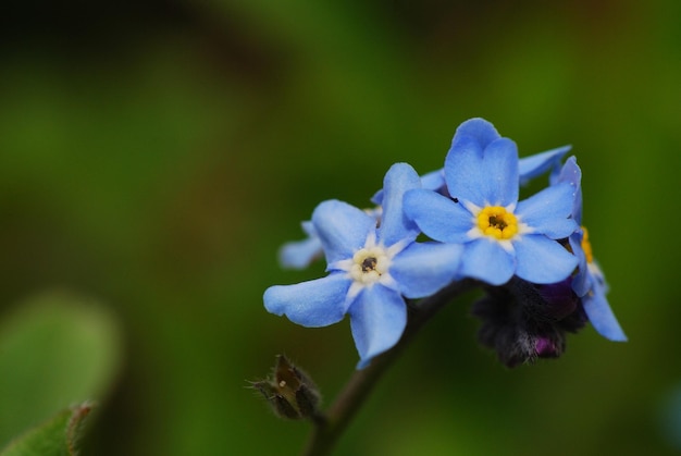 Forget me not flower