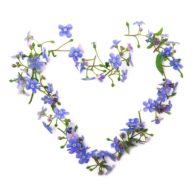 Forget-me-not flowers are laid out in the form of a heart. ornament of spring flowers on a white wall