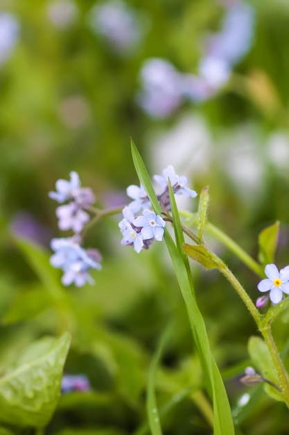 Forgetmenot blue wildflowers in grteen grass