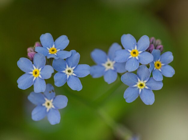 Forgetmenot flowers close up copy space mockup