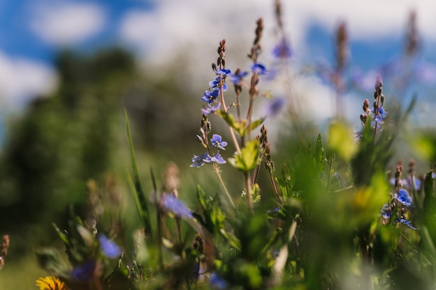 Forgetmenot myosotis sylvatica flowers first bright blue blooming little wildflowers in full bloom in garden or field wild horticulture homesteading dark spring authenticity landscape