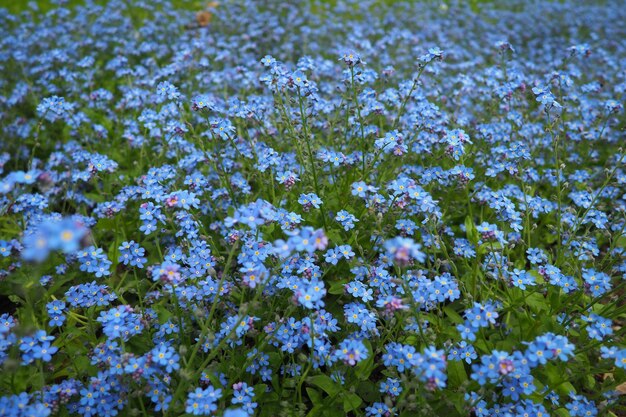 Forgetmenots Myosotis flowering blue plants in the family Boraginaceae Forgetmenots or scorpion grasses Myosotis alpestris small flowers for decorating lawns and flower beds Garden landscaping