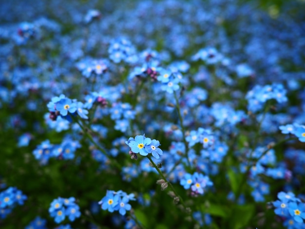 Forgetmenots Myosotis flowering blue plants in the family Boraginaceae Scorpion grasses closeup