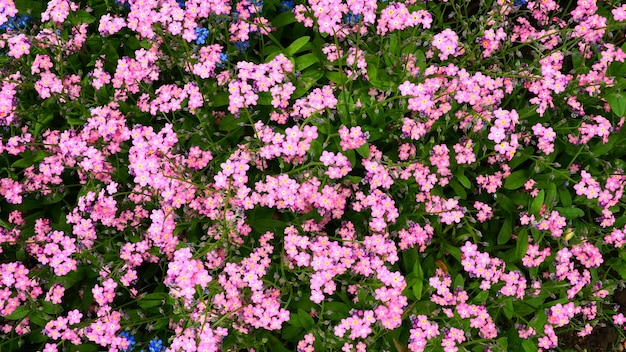 Forgetmenots Myosotis flowering pink plants in the family Boraginaceae Forgetmenots or scorpion grasses Myosotis alpestris flowers for decorating lawns and flower beds Garden landscape