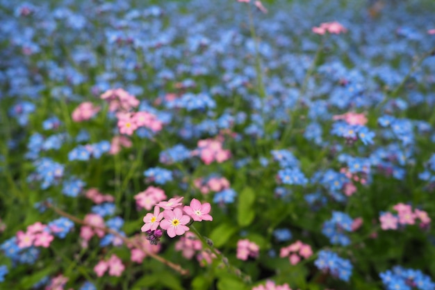 Forgetmenots Myosotis flowering plants in the family Boraginaceae Forgetmenots or scorpion grasses Myosotis alpestris small flowers for decorating lawns and flower beds Garden landscaping