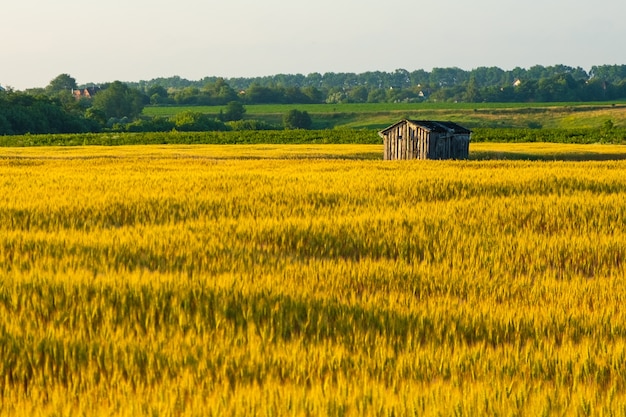 Forgotten wooden house in a golden wheat field.