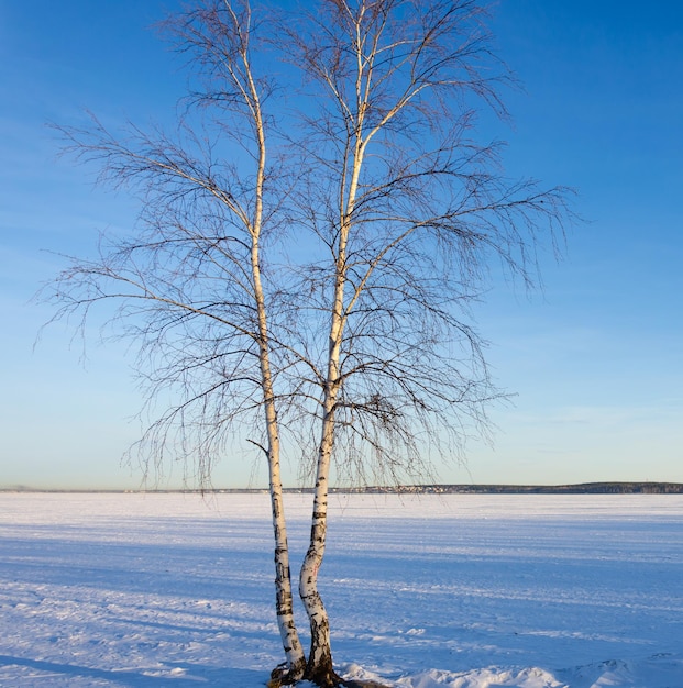 A forked birch tree on the shore of a frozen lake.