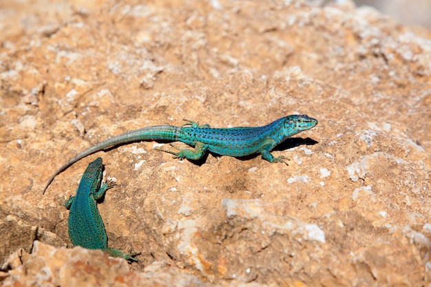 formentera lizard Podarcis pityusensis formenterae