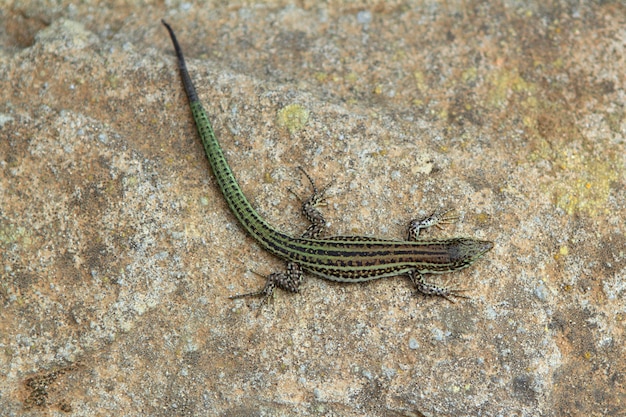 Formentera lizard Podarcis pityusensis formenterae