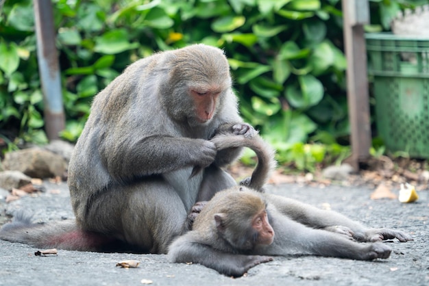 Formosan macaque Formosan rock monkey also named Taiwanese macaque in the wild