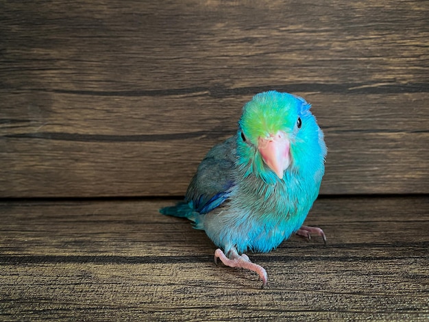 Forpus blue color parrot bird on the table