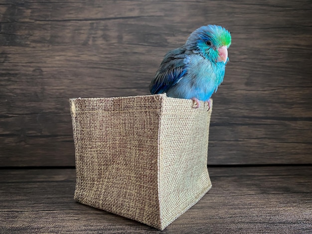 Forpus blue color parrot bird on the table