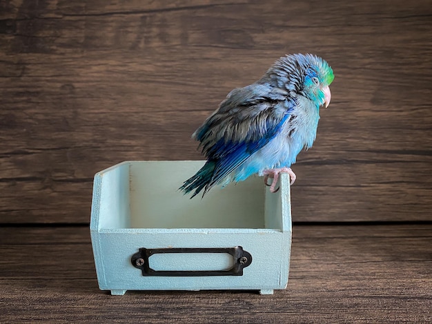 Forpus blue color parrot bird on the table