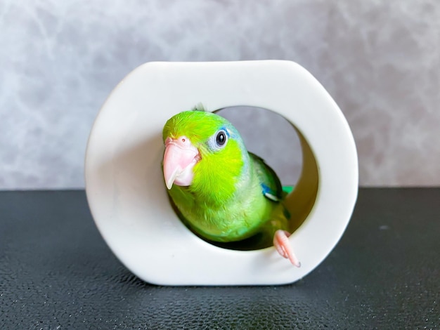 Forpus blue color parrot bird on the table