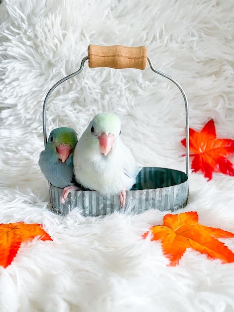 Forpus blue and white color parrot bird in the basket