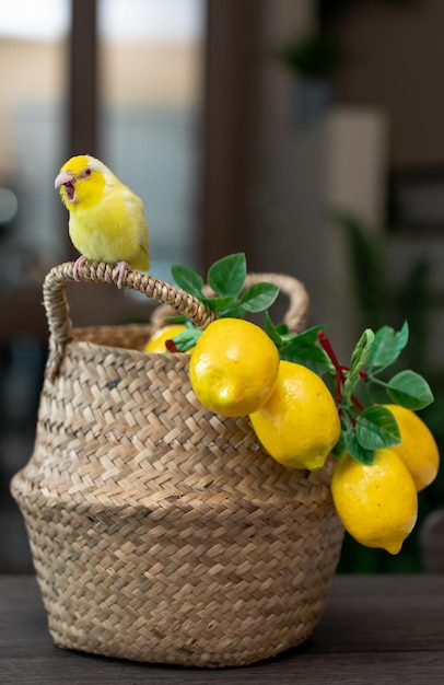 Forpus little tiny Parrots bird is perched on the wicker basket and artificial lemon