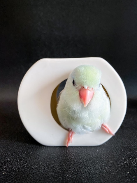 Forpus white color parrot bird on the table