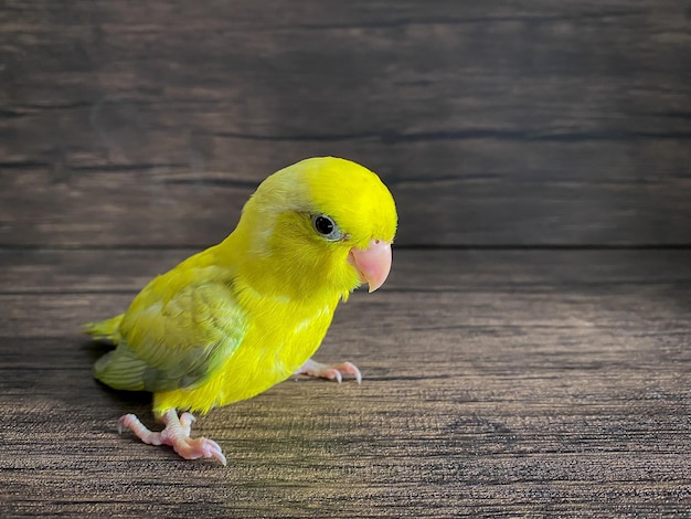 Forpus yellow color parrot bird on the table