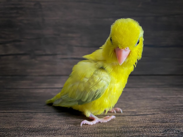 Forpus yellow color parrot bird on the table