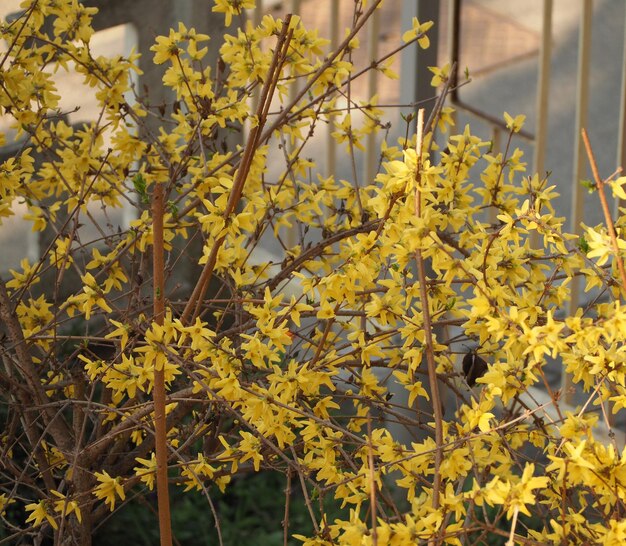 Photo forsythia sc name forsythia intermedia tree