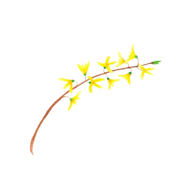 Forsythia yellow isolated on white background Watercolor hand drawing illustration Art for decoration and design of printing cards textiles fabrics wallpapers paper and scrapbook