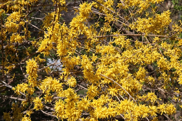 Forsythia yellow shrub in bloom