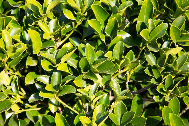 The Fortune spindle Euonymus fortunei is a species of flowering plant in the Celastraceae family native to East Asia, including China, Korea, the Philippines, and Japan.