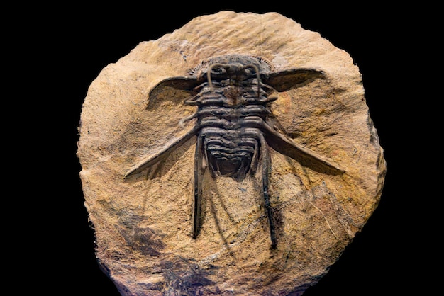 Photo fossil of extinct trilobite in museum exhibit