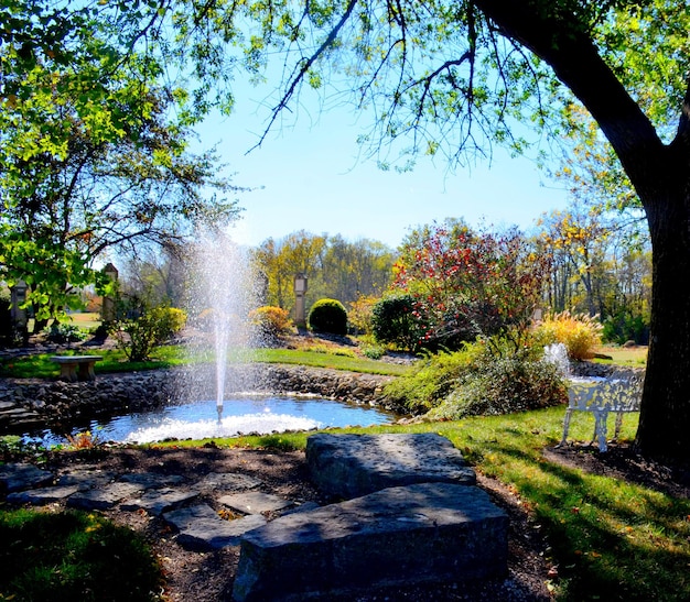 Fountain amidst plants and trees at park