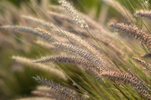 Fountain Grass Ornamental Plant in Garden