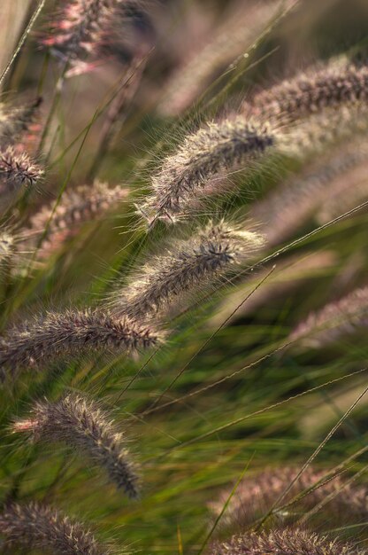 Fountain Grass Ornamental Plant in Garden