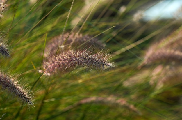 Fountain Grass Ornamental Plant in Garden