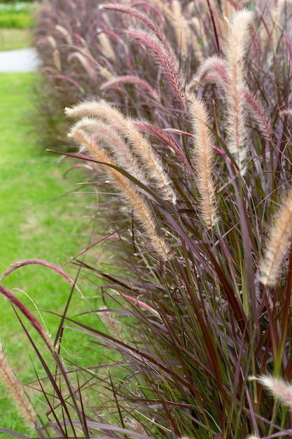 Fountain grass or pennisetum alopecuroides