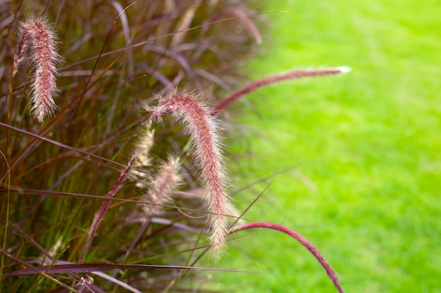 Fountain grass or pennisetum alopecuroides