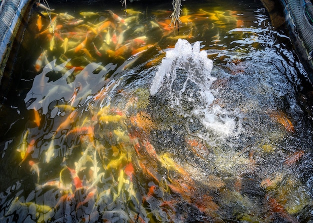 The fountain streaming with colorful koi fish swimming