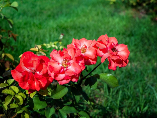 Four beautiful roses floribunda bright pink red flowers on a branch in garden lawn