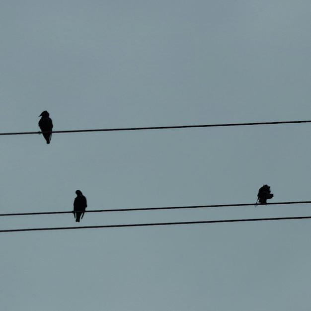 Four birds are sitting on a wire with the sky in the background.