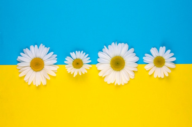 Four chamomile flowers of different sizes lie on a colored yellow-blue background in the center on a yellow and blue border .Color border is horizontal