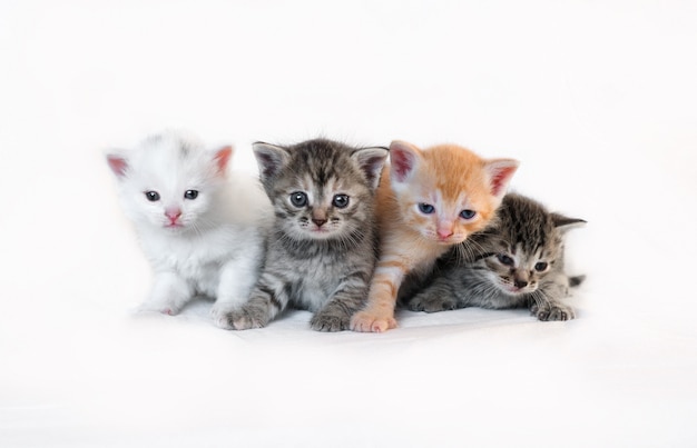 Four different kittens on a white background huddle together