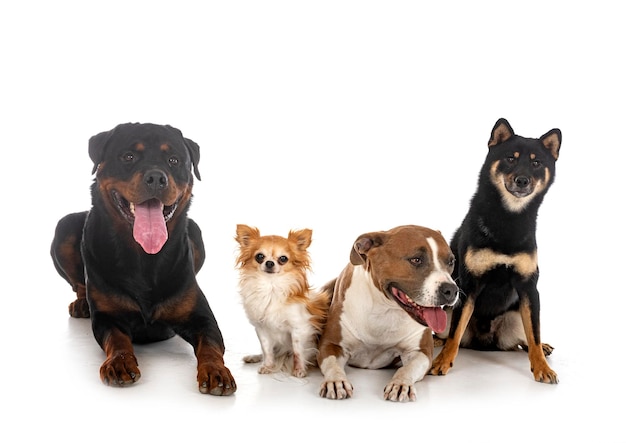 Four dogs in studio