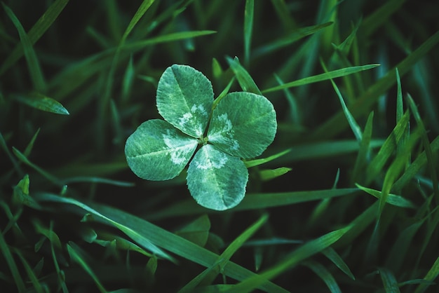 Four leaf clover growing in green grass lucky charm and good luck concept copy space