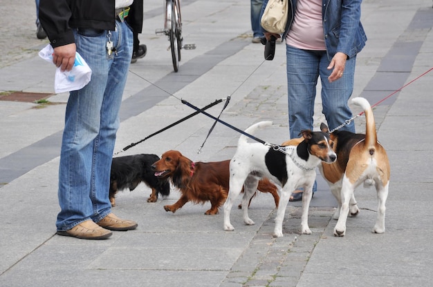 Four little dogs meet on the street on a leash