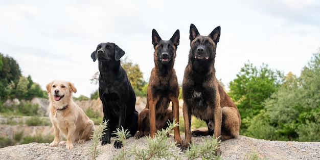 Four obedient dogs sitting in a line outside