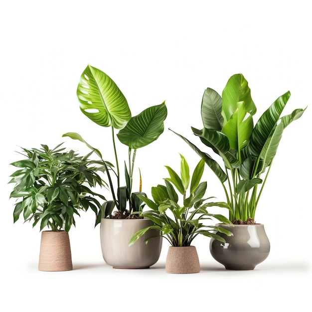 Four Potted Plants on White Background